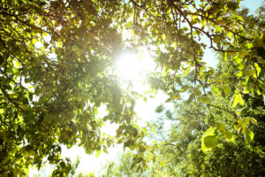 Apple tree, contre-jour, leaves, summer Apple tree, contre-jour, leaves, summer